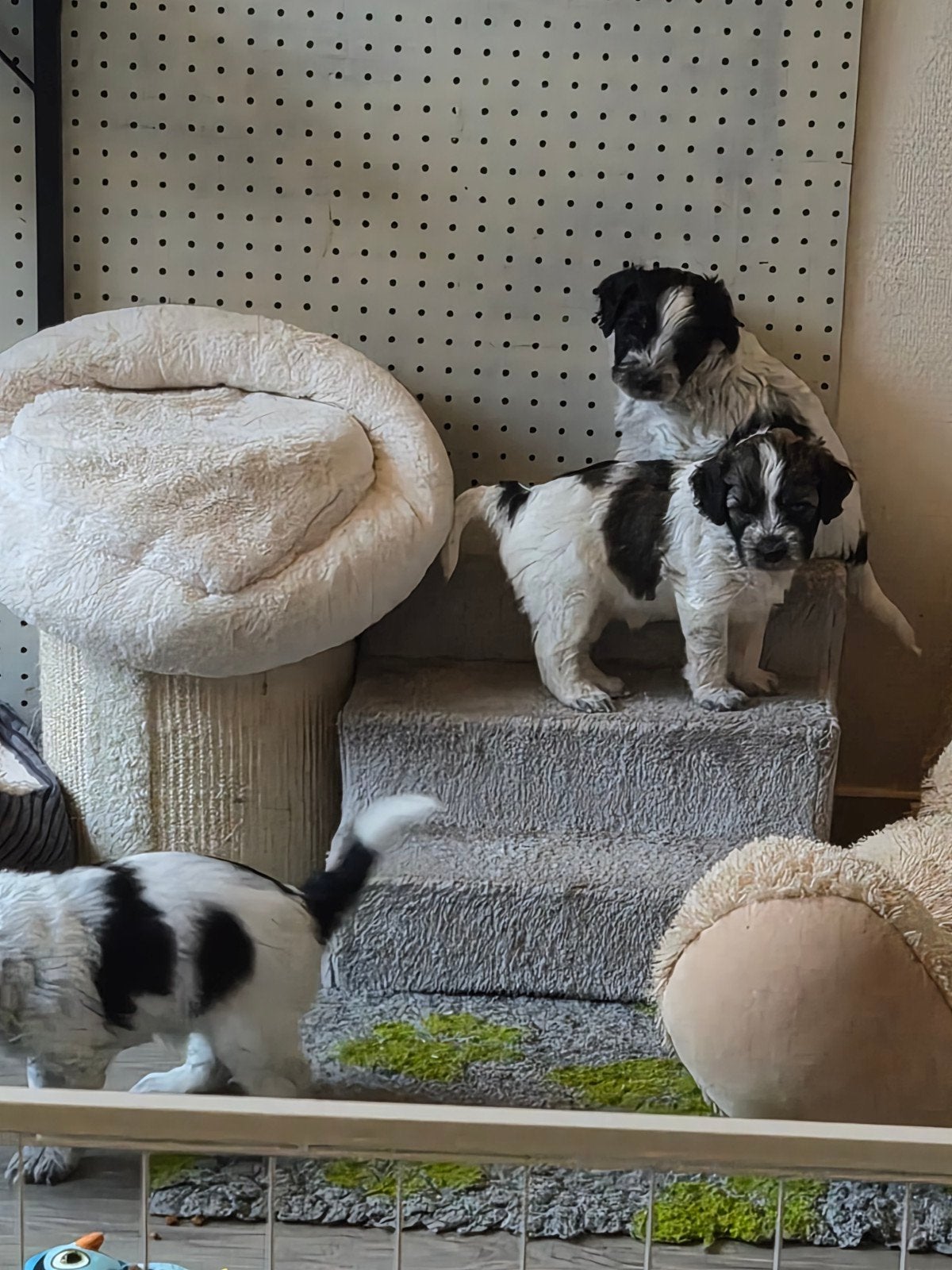 Schapendoes pups op komst......, Parvo, 8 tot 15 weken, Schapendoes, Meerdere