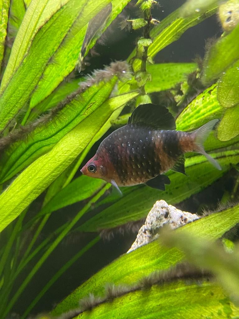 Purperkopbarbeel, Dieren en Toebehoren, Vissen | Aquariumvissen, Vis, Zoetwatervis