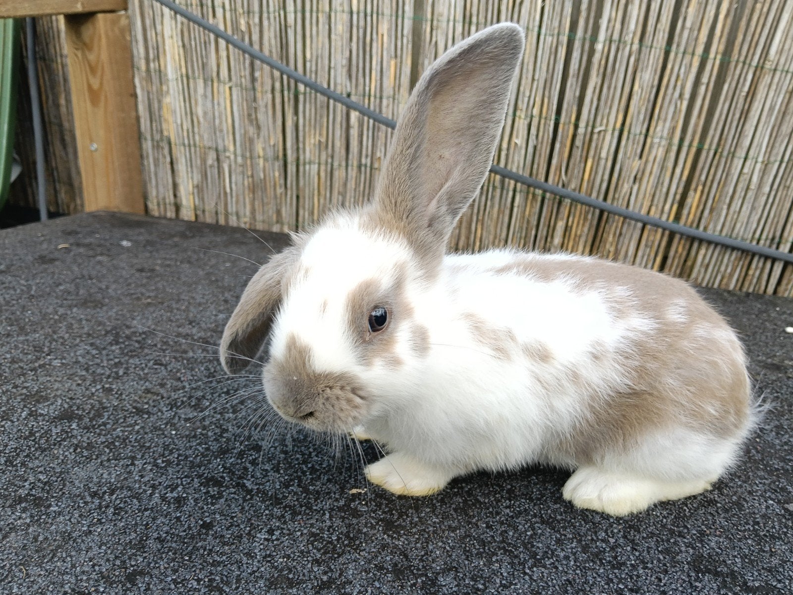 3 schattige hangoor/lotharinger, Dieren en Toebehoren, Konijnen, Meerdere dieren, Groot, Hangoor