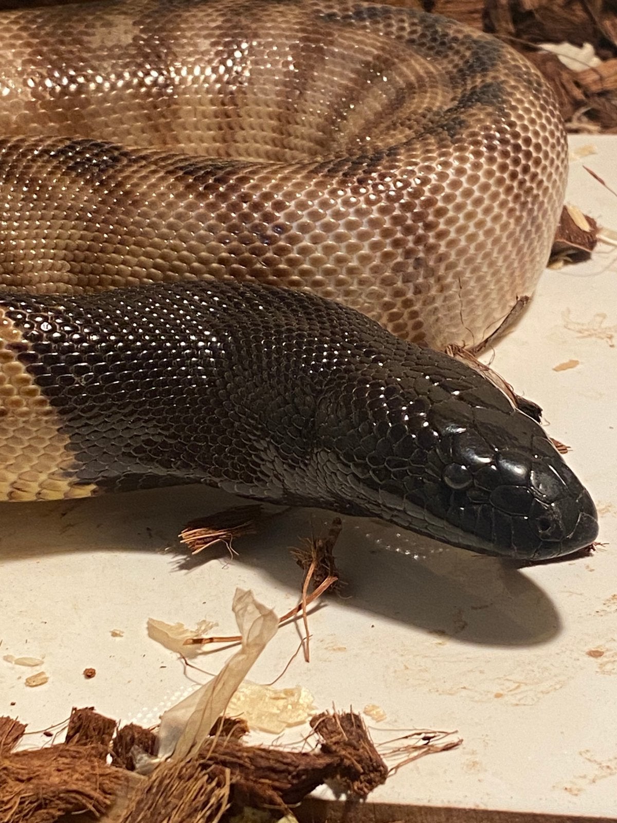 Zwartkoppythons volwassen koppel, Dieren en Toebehoren, Reptielen en Amfibieën, Slang, Tam, 3 tot 6 jaar