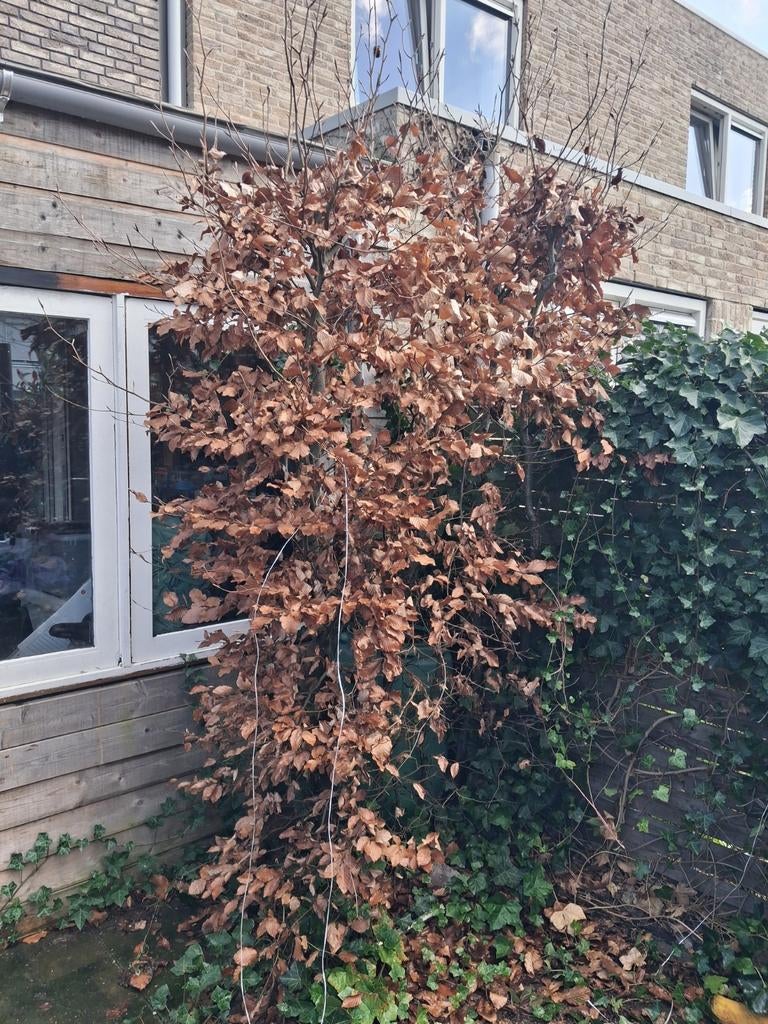 Haagbeuk of Beukenhaag - Grote struik, Tuin en Terras, Planten | Struiken en Hagen, Ophalen, Haagbeuk, Haag, 100 tot 250 cm