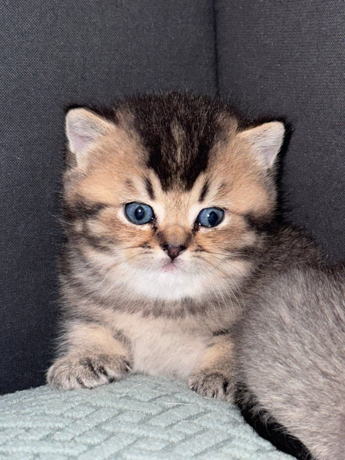 Britse korthaar kittens KAMPIOENEN ouders, Dieren en Toebehoren, Meerdere dieren, Met stamboom