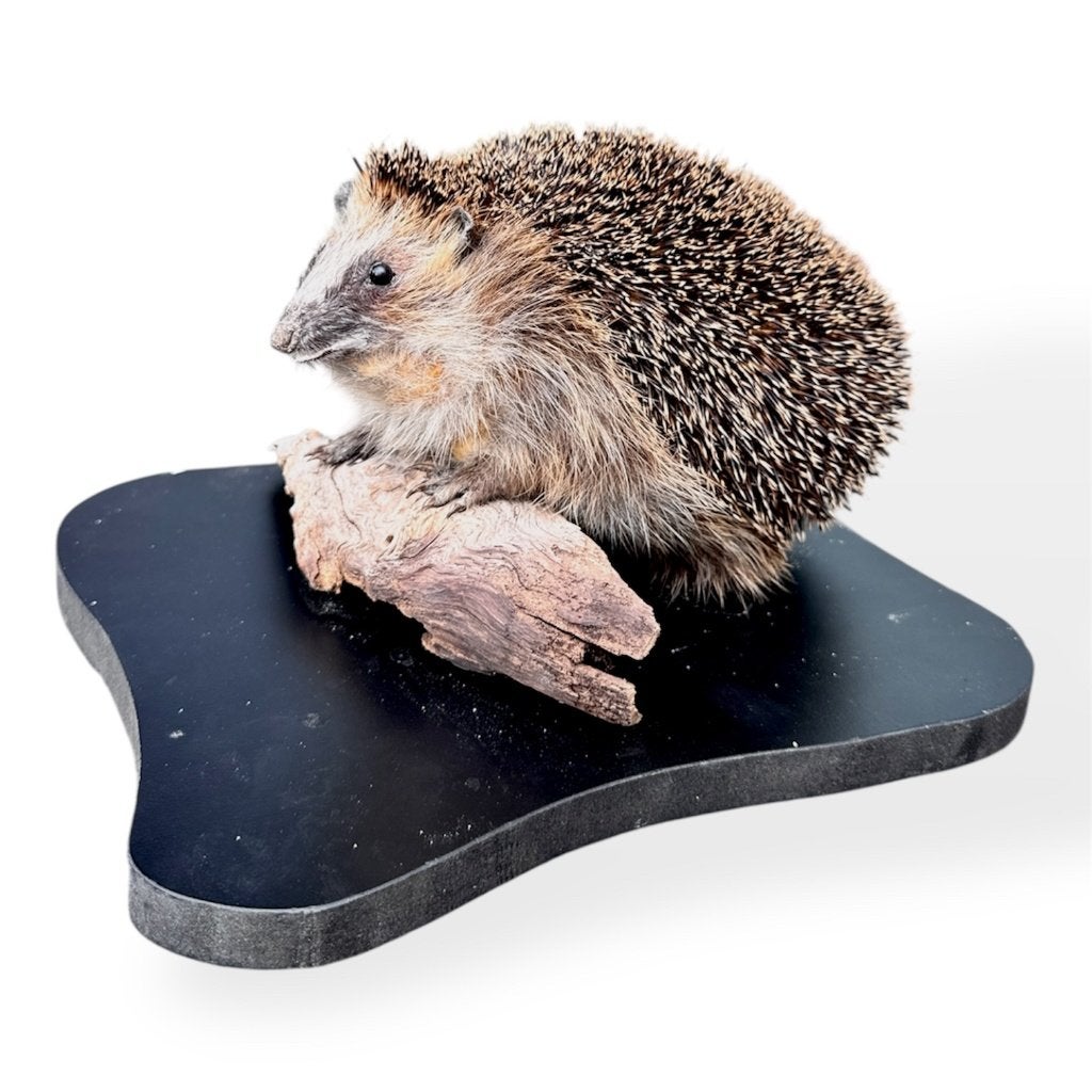 Recent Opgezette Egel, Verzamelen, Dierenverzamelingen, Ophalen of Verzenden, Nieuw, Boerderijdier, Opgezet dier