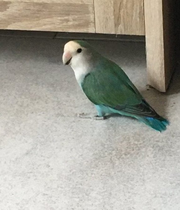 dwergpapegaaien, Dieren en Toebehoren, Vogels | Parkieten en Papegaaien, Geslacht onbekend, Dwergpapegaai of Agapornis
