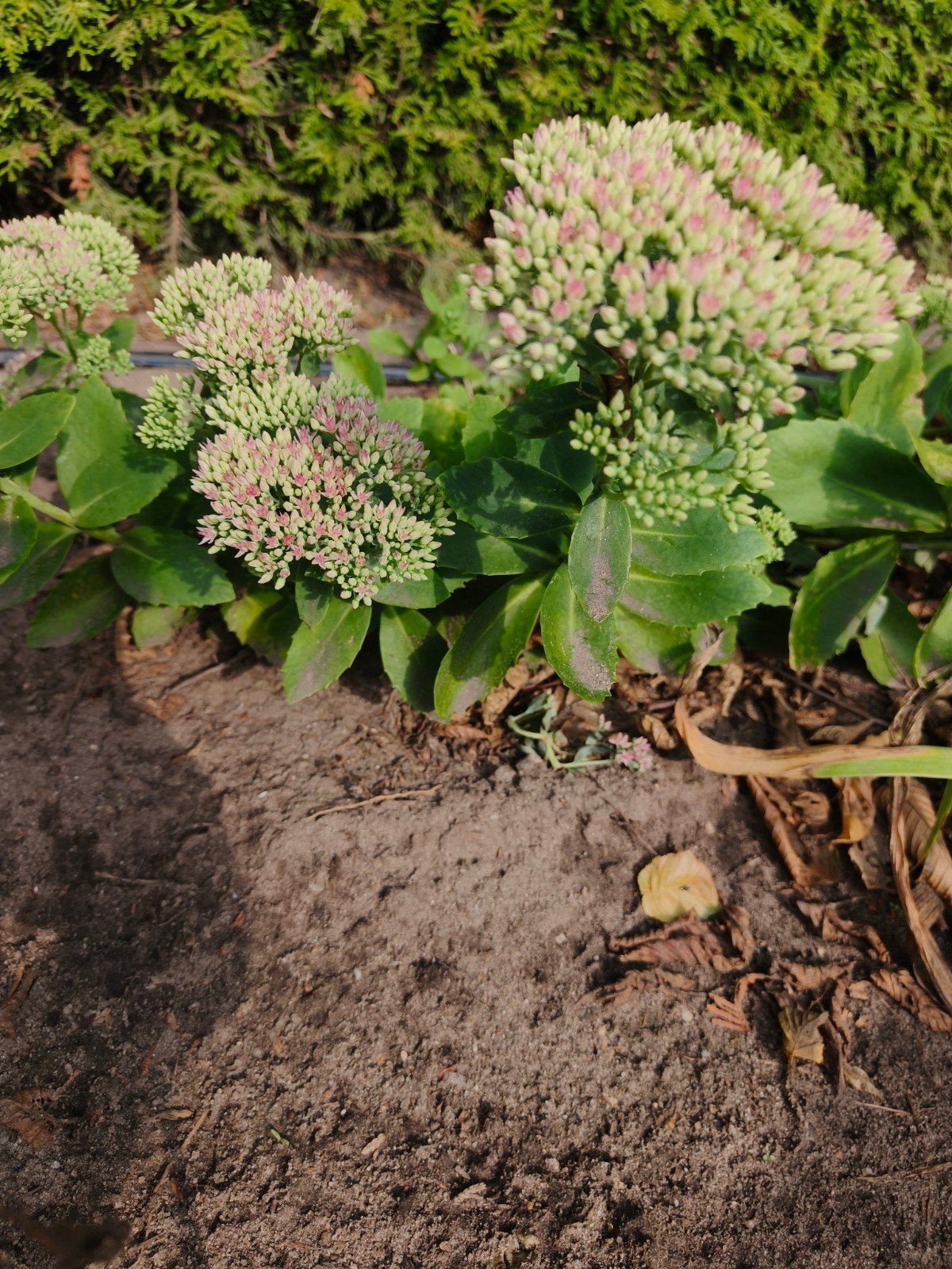 Vetkruid (Sedum), Tuin en Terras, Planten | Tuinplanten, Volle zon, Vaste plant, Herfst, Ophalen