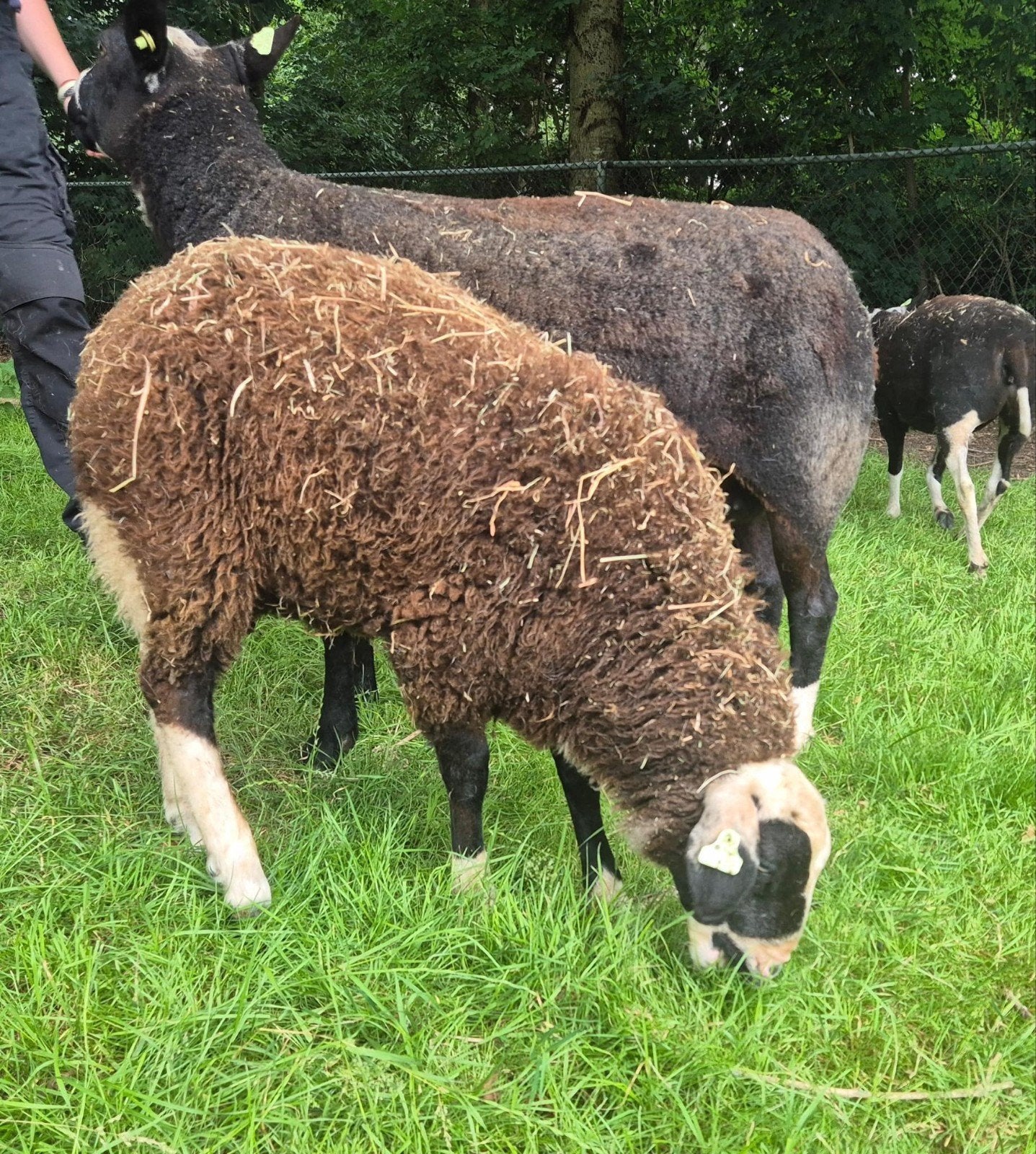Zwartbles x brilschaap, Meerdere dieren, Schaap, 0 tot 2 jaar