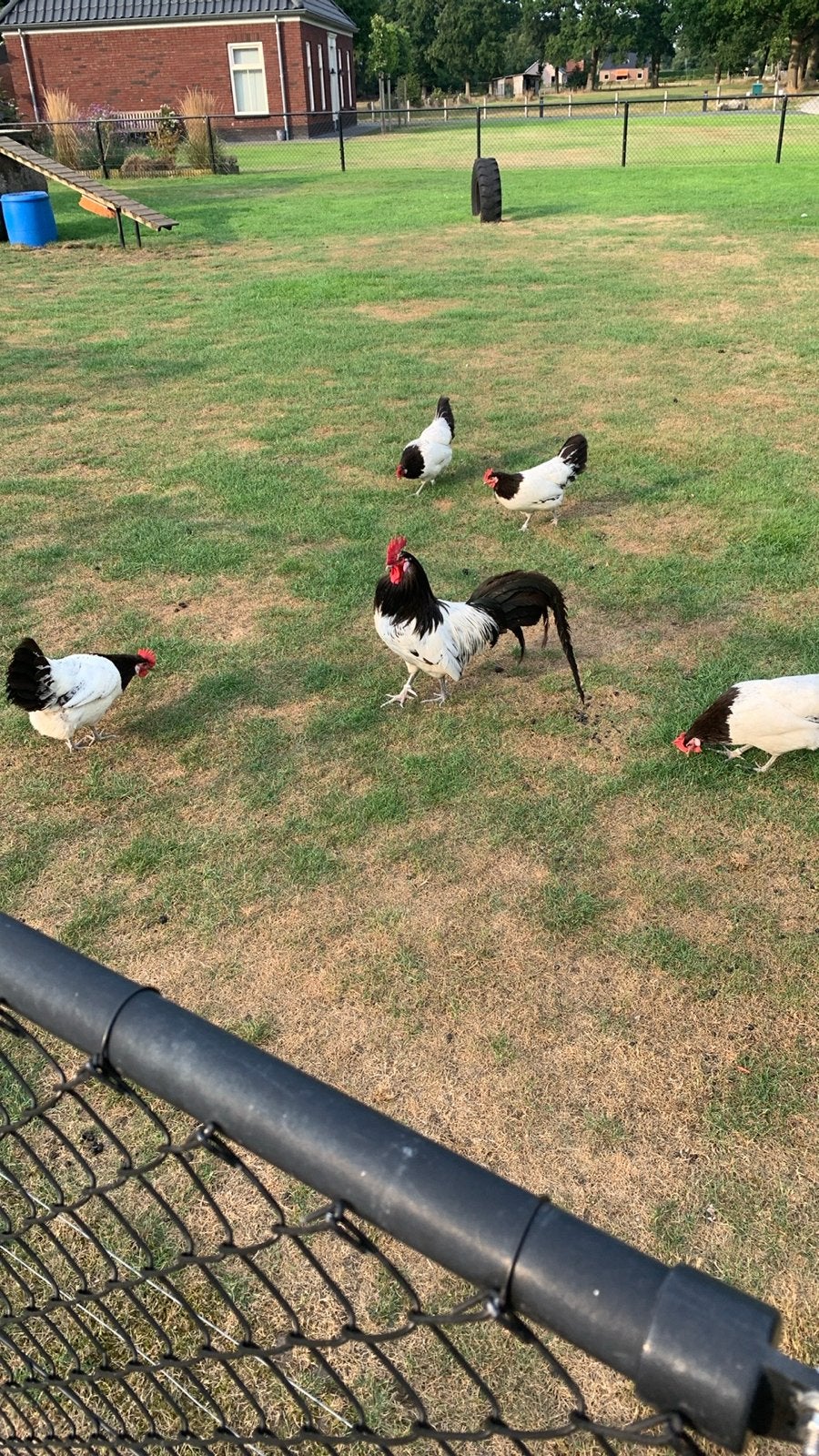 Lakenvelder haan te koop, Dieren en Toebehoren, Mannelijk, Kip