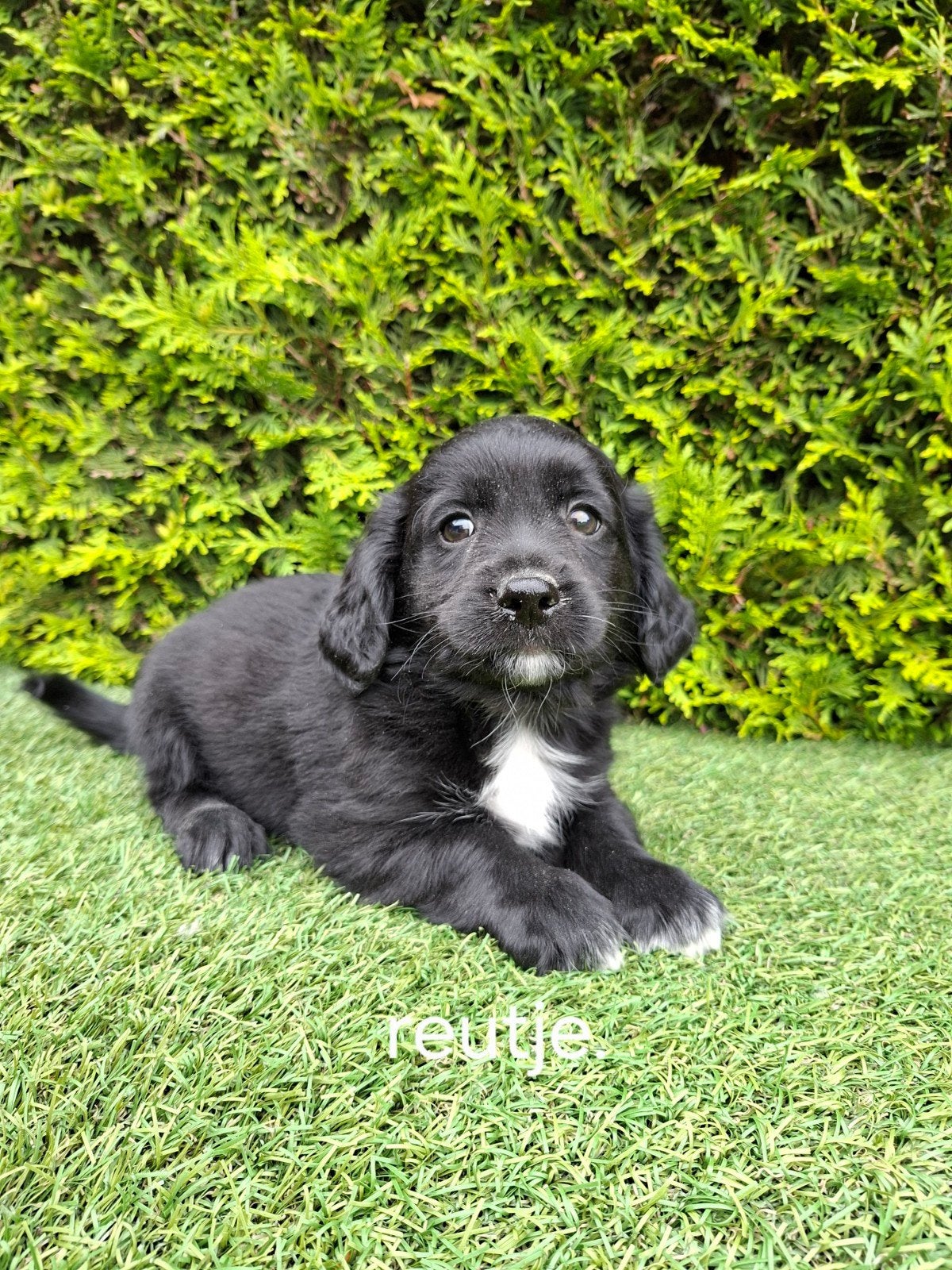 'Zeer mooie speelse kruising boomer x  mini goldendoodle., Parvo, Overige rassen, 8 tot 15 weken, Meerdere