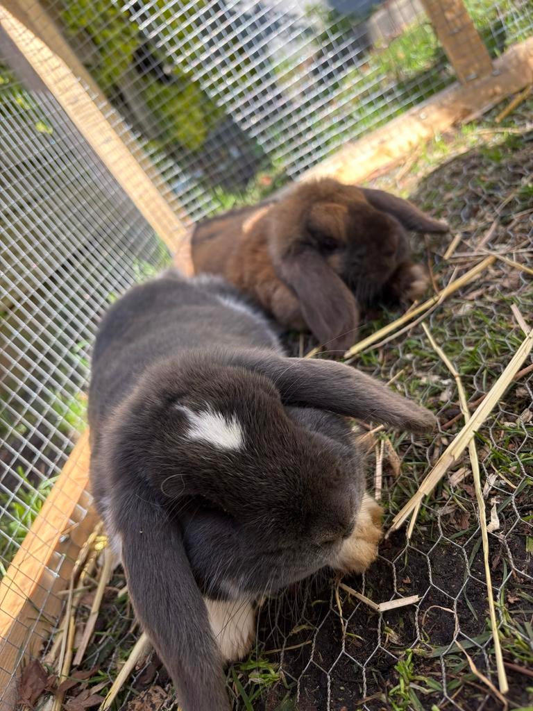 Hangoor dwerg konijn, Dieren en Toebehoren, Konijnen, Mannelijk, Dwerg, Hangoor