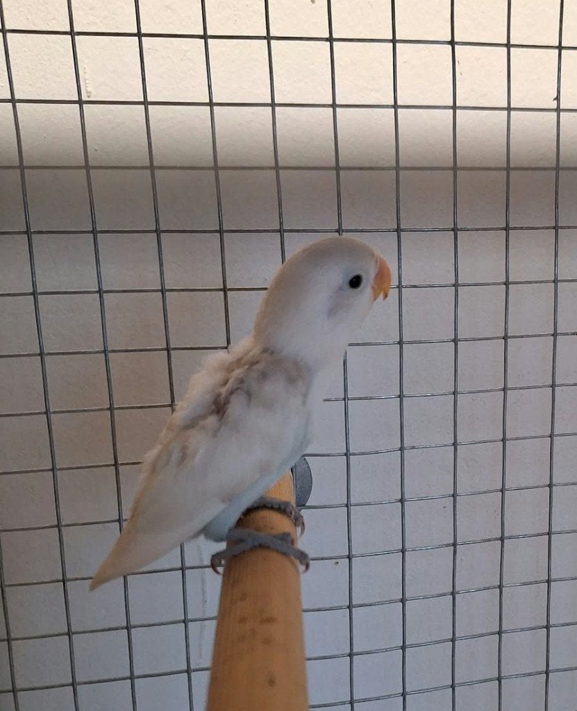 Baby agapornis fischeri dwergpapegaai, Dieren en Toebehoren, Geslacht onbekend, Dwergpapegaai of Agapornis, Geringd