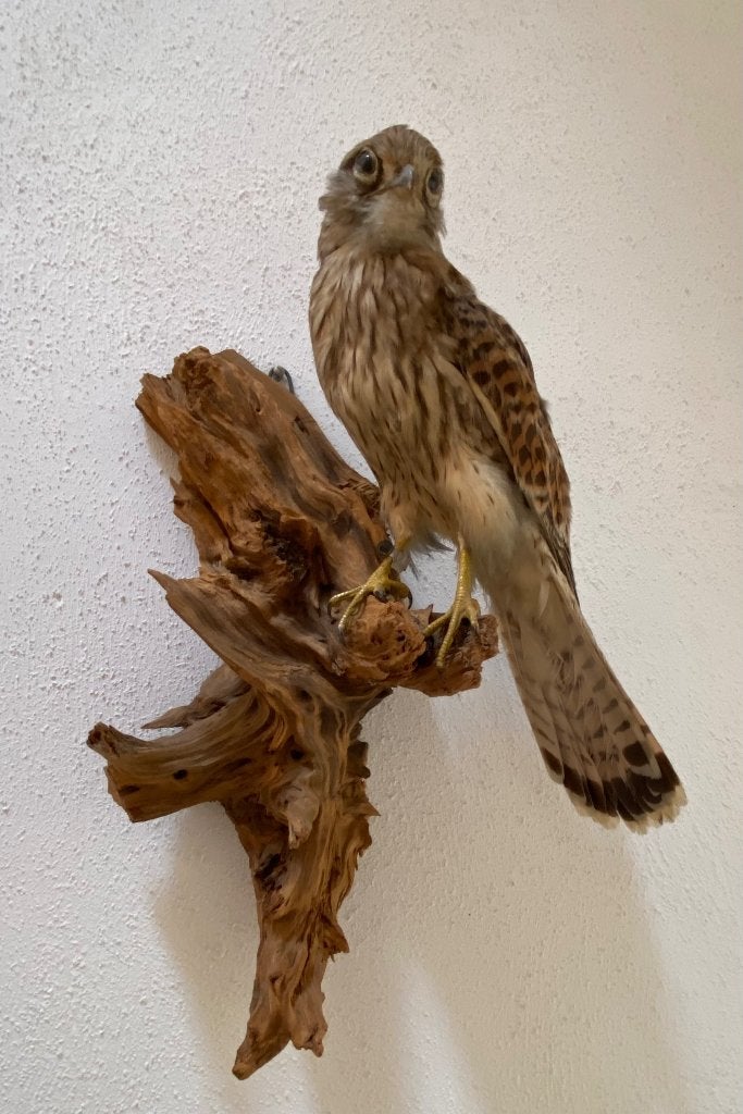 Torenvalk Preparaat, Ophalen of Verzenden, Zo goed als nieuw, Vogel, Opgezet dier