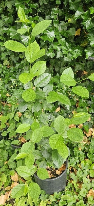 Kersenboom, Ophalen