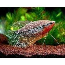 diamant gourami €3,95, .., Overige typen, Nieuw, Ophalen of Verzenden