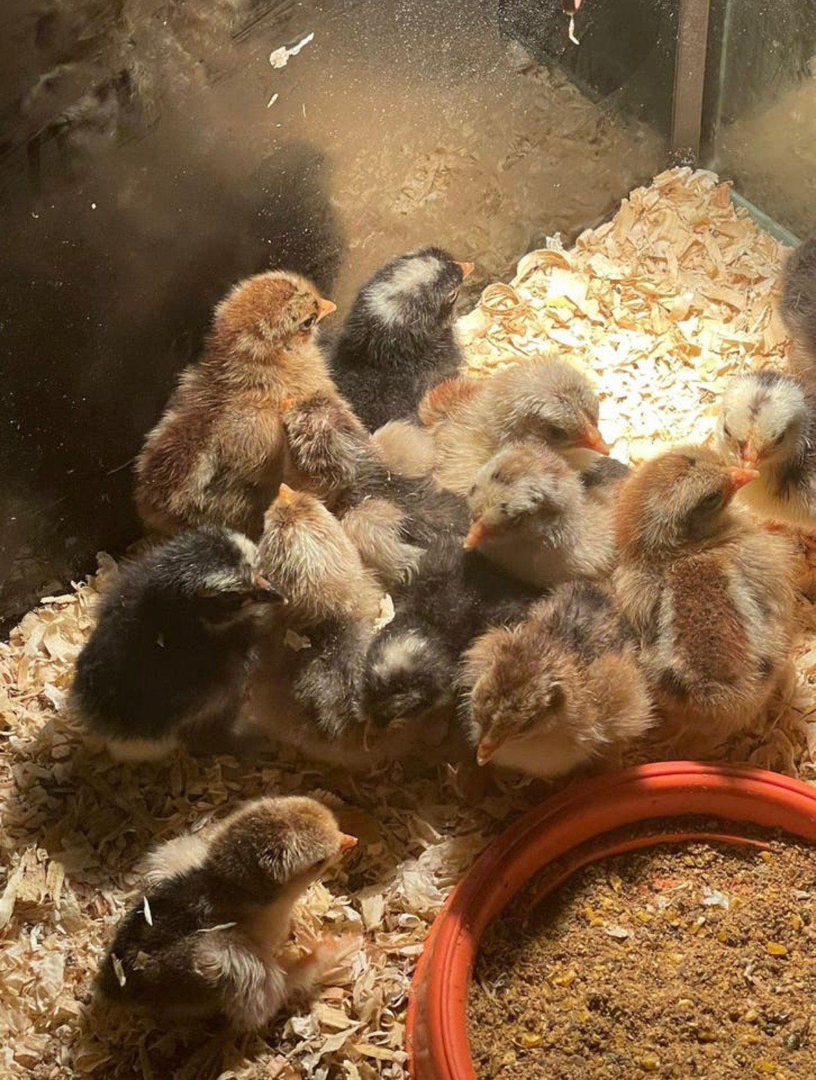 Cochin kuikens, Dieren en Toebehoren, Pluimvee, Meerdere dieren, Kip