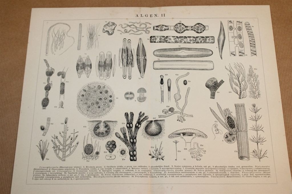 Antieke prent - Algen - circa 1900, Verzamelen, Foto's en Prenten, Ophalen of Verzenden, Voor 1940, Zo goed als nieuw, Overige onderwerpen