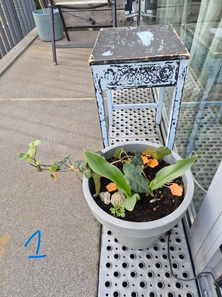 Indoor Plants for Sale, Ophalen, 100 tot 150 cm, Overige soorten, Halfschaduw