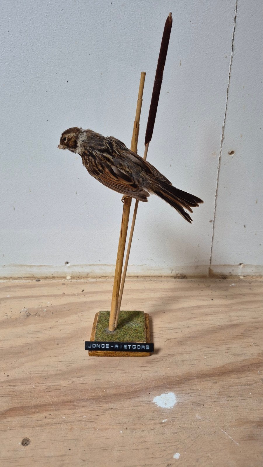 Mooie Opgezette Jonge-Rietgors Vogel, Ophalen of Verzenden, Zo goed als nieuw, Vogel, Opgezet dier