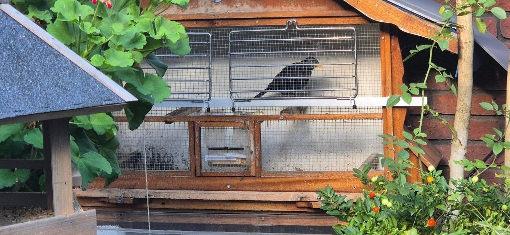 Zeer mooie Merel man geringd met nette kooi a 125 euro, Mannelijk, Wildzangvogel, Tam