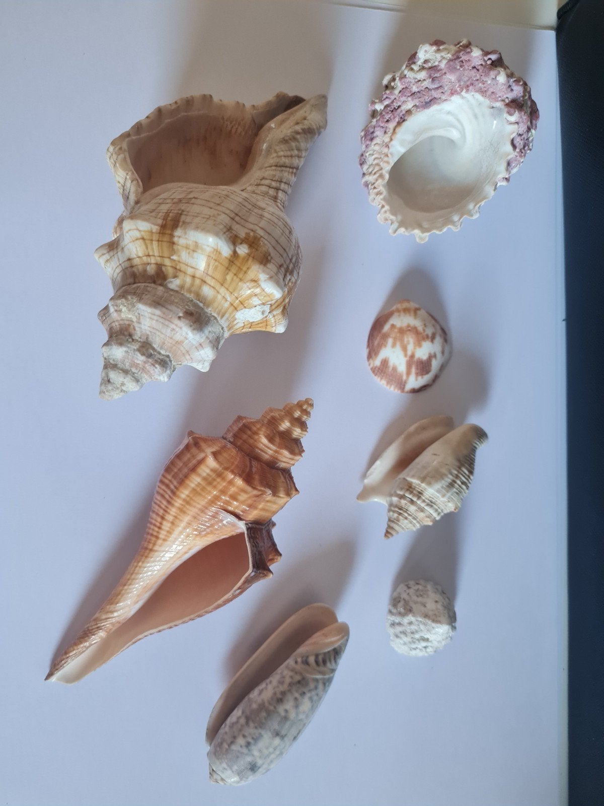 Diverse Schelpen Collectie - Decoratie & Hobby, Verzenden, Gebruikt