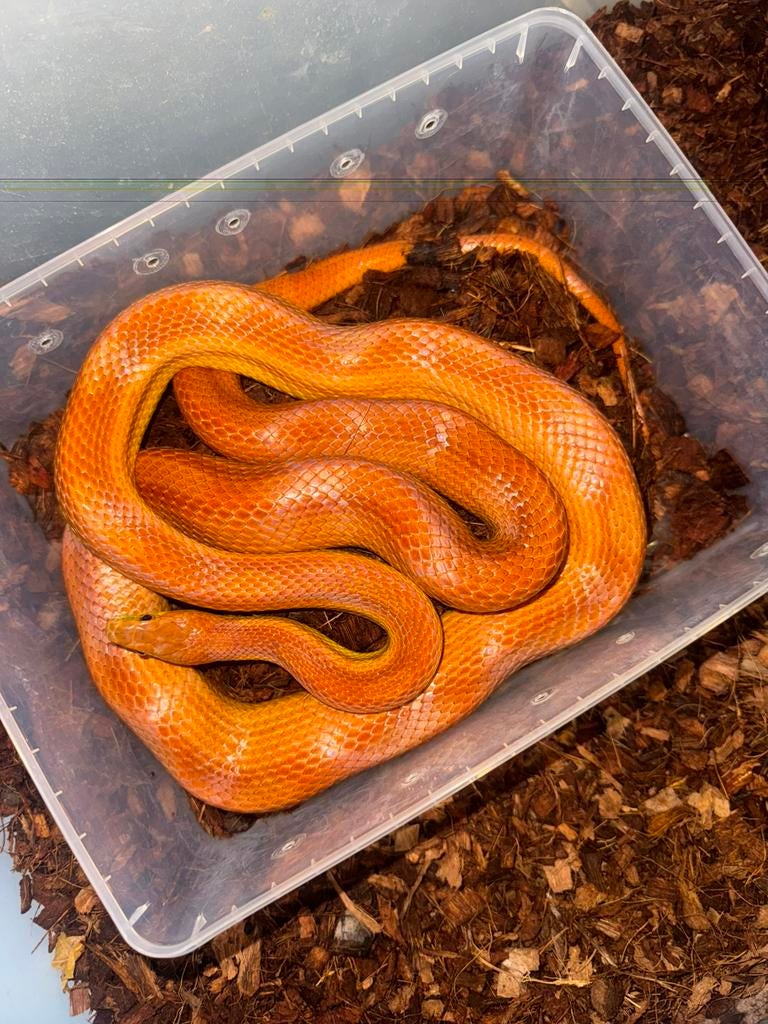 Diverse Pantherophis guttatus, Rattenslang te koop, Slang, 0 tot 2 jaar