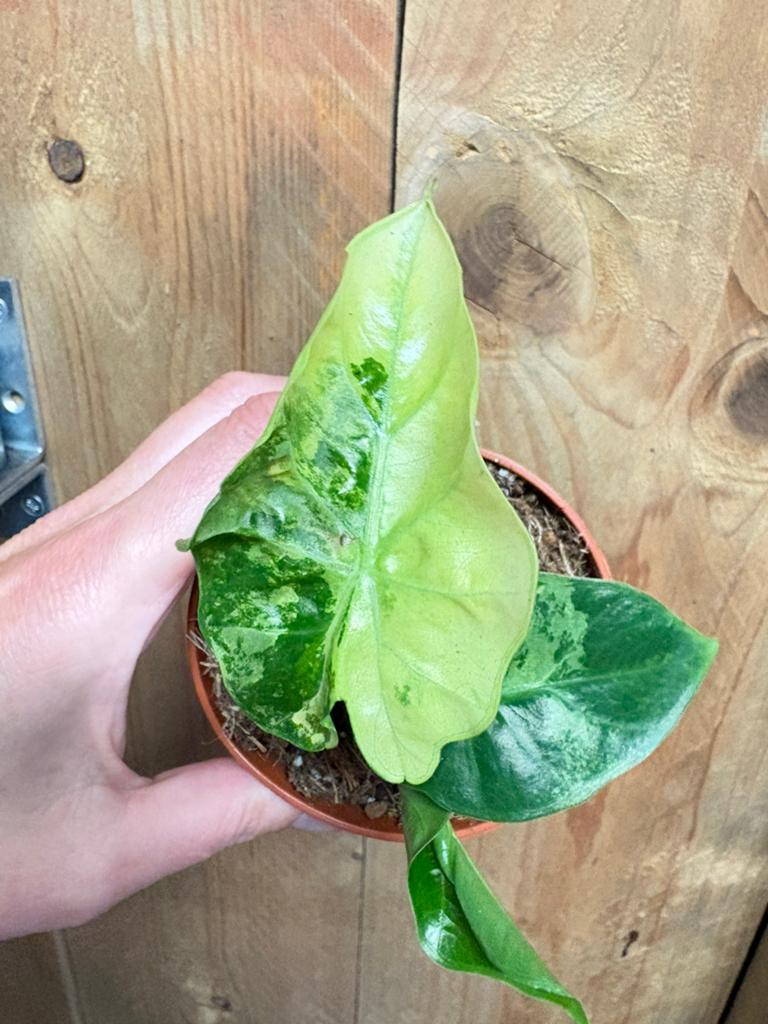 Alocasia lowrider low rider variegata plant lemon mint aurea, Huis en Inrichting, Kamerplanten, Ophalen of Verzenden, Halfschaduw