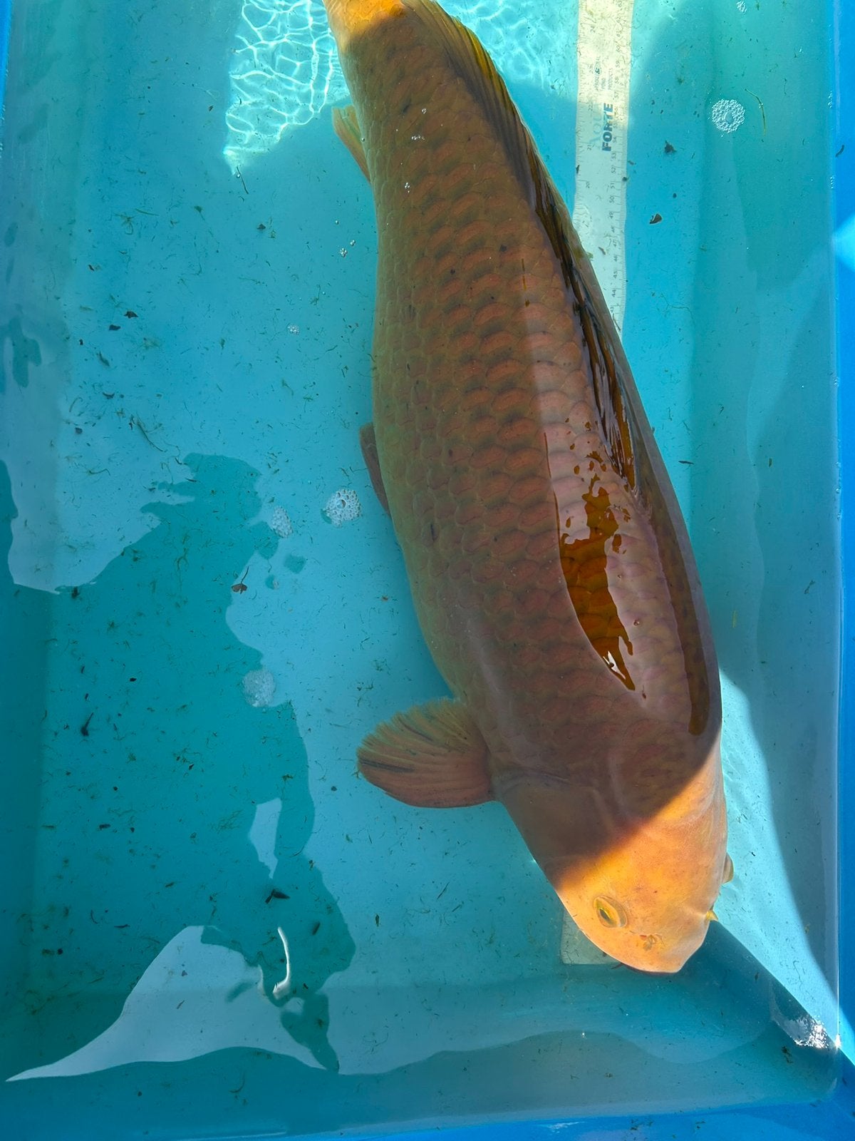 Chagoi 60 cm, Dieren en Toebehoren, Vissen | Vijvervissen, Karper of Koi