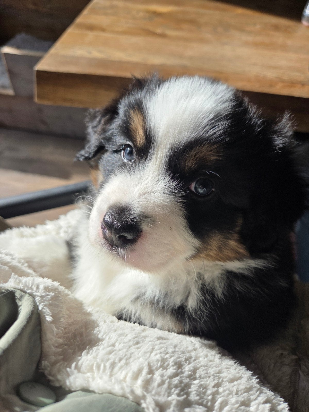 leuke Australian Shepherd reutjes, Dieren en Toebehoren, 8 tot 15 weken, Meerdere, Nederland, Particulier