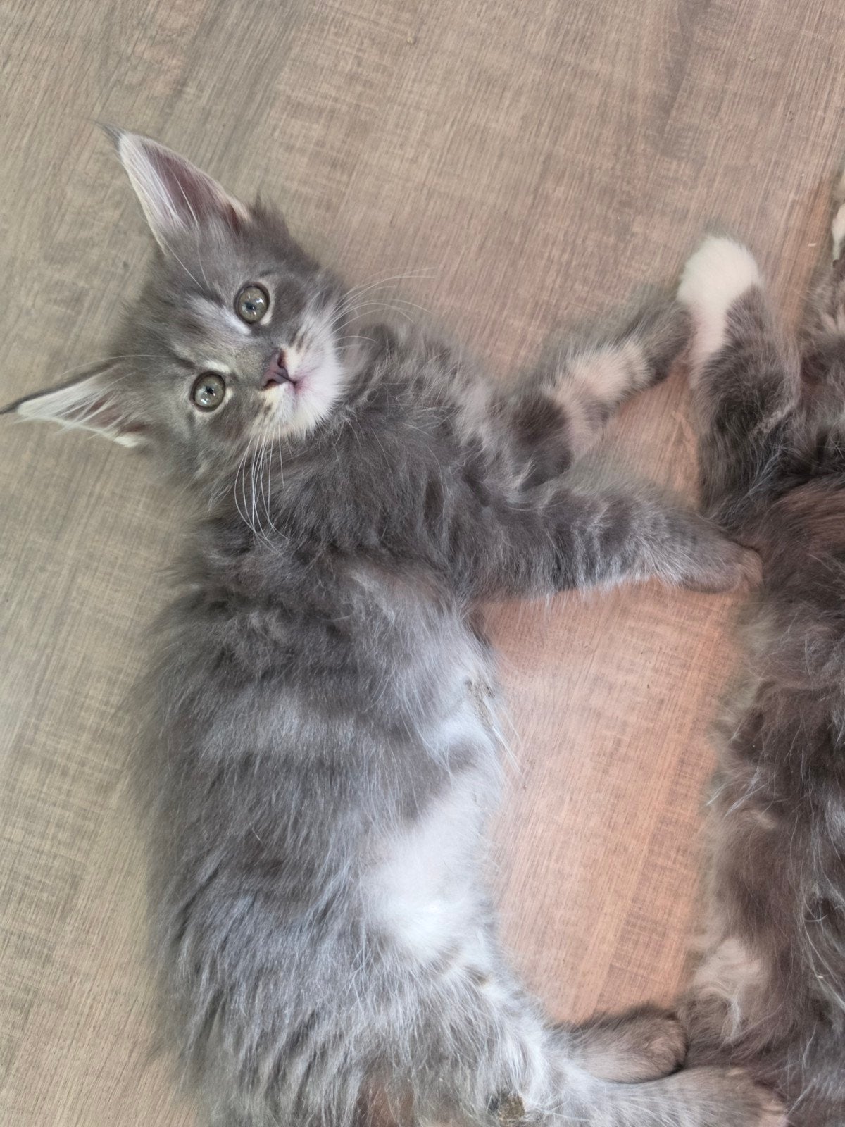 Maine Coon kittens, Dieren en Toebehoren, Katten en Kittens | Raskatten | Langhaar, Meerdere dieren, Ontwormd