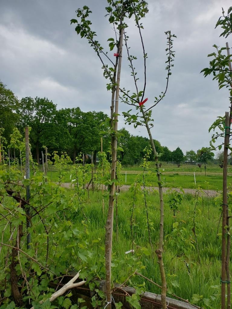 Appelbomen in pot (bio), Ophalen, In pot, Volle zon, Overige soorten