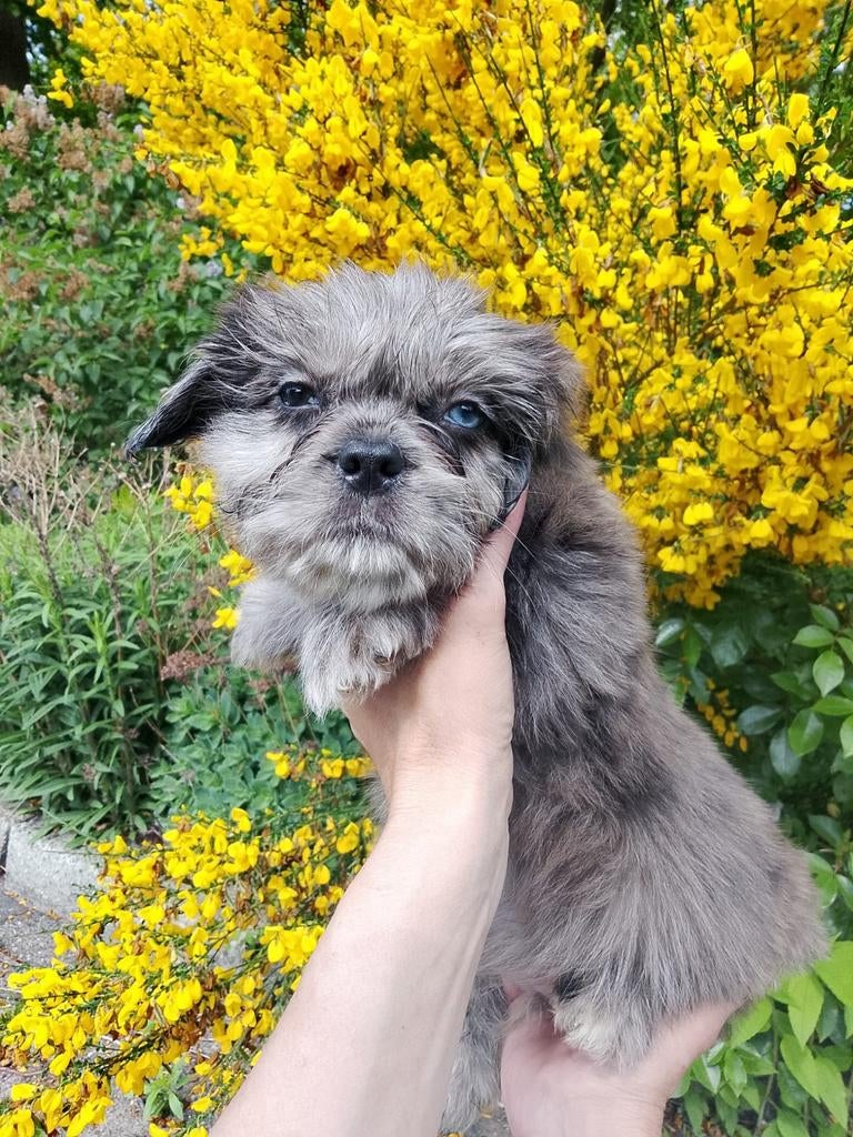 Merle Shih Tzu pup reu, 8 tot 15 weken, Parvo, Eén hond, Nederland