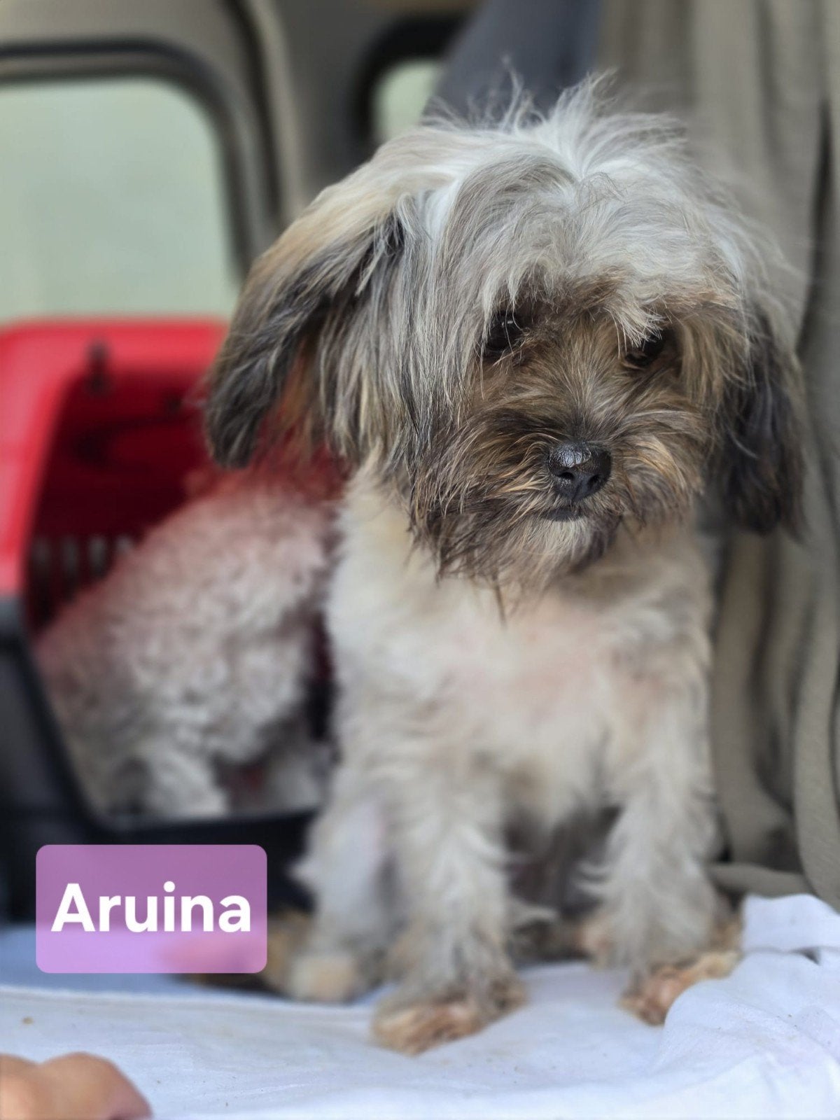 Aruina zoekt een baasje, Dieren en Toebehoren, Handelaar, 1 tot 2 jaar, Buitenland, Teef