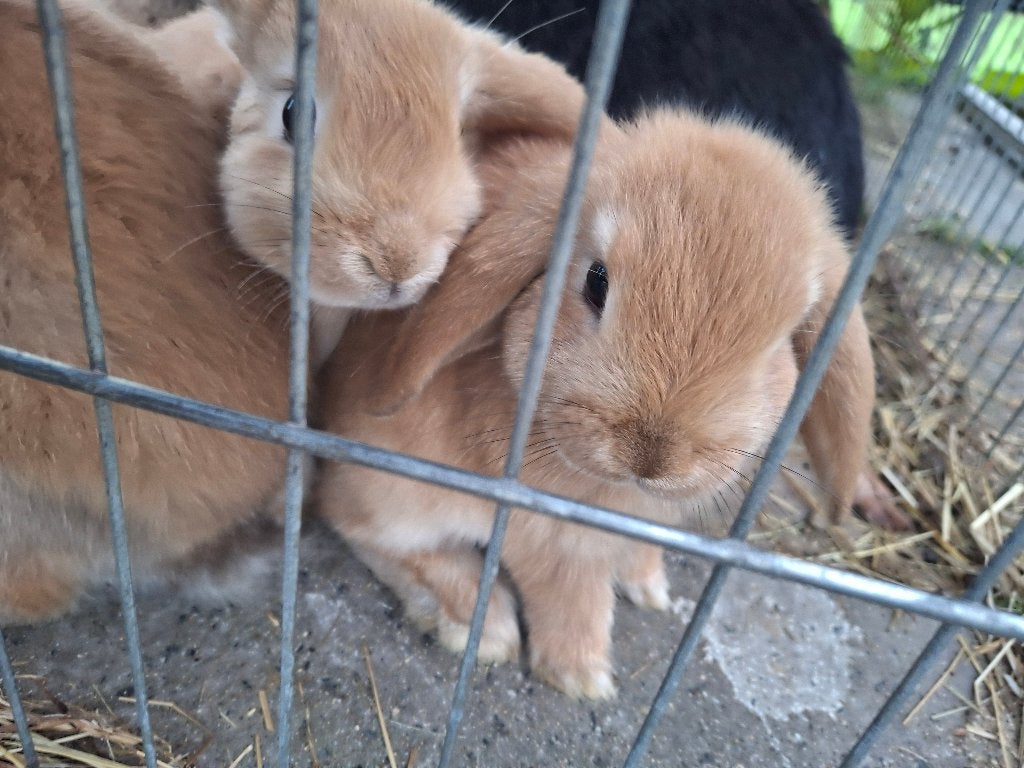 Baby konijntjes, Dieren en Toebehoren, Konijnen, Middelgroot, Meerdere dieren, 0 tot 2 jaar, Hangoor