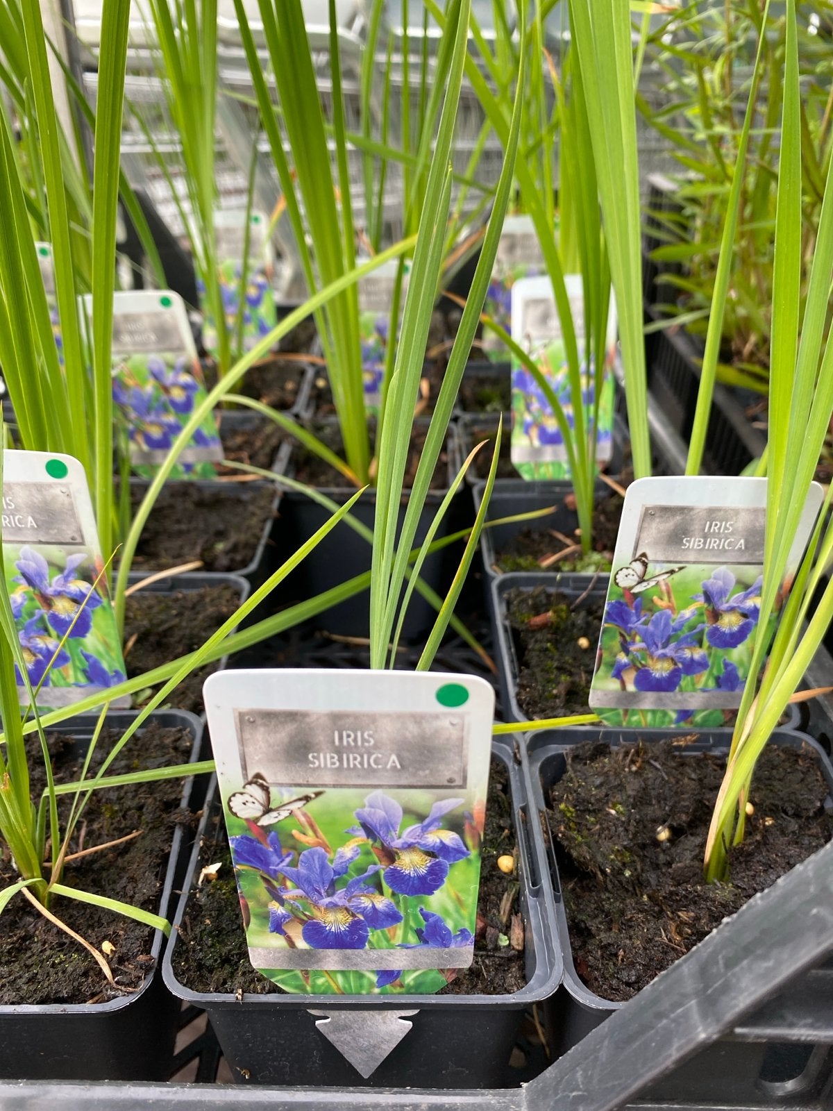 Iris Sibirica - Blauwe Siberische Lis, Volle zon, Vaste plant, Lente, Ophalen