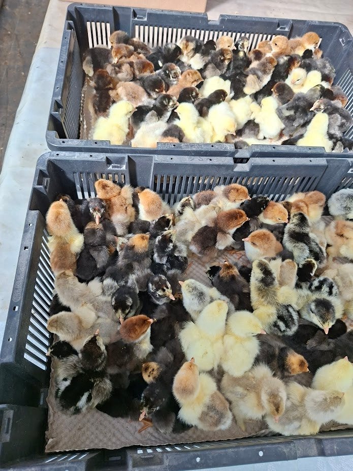 brahma groothoen kuikens, Dieren en Toebehoren, Pluimvee, Kip, Geslacht onbekend