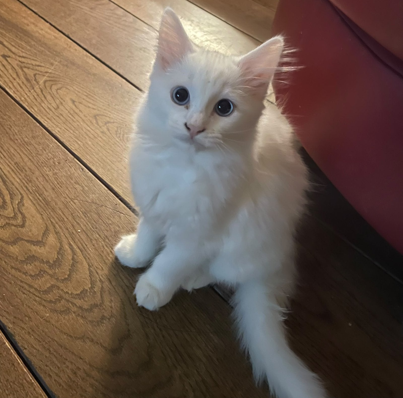 RagdollxPerzische Angora kittens🐾 NOG 1 POES BESCHIKBAAR!!!, Geslacht onbekend, Ontwormd, 0 tot 2 jaar