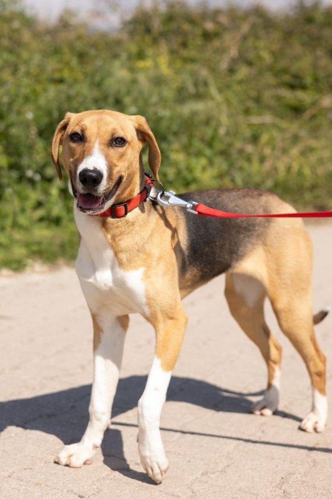 Prachtige Molly zoekt een thuis, Dieren en Toebehoren, Honden | Niet-rashonden, Particulier, 1 tot 2 jaar, Buitenland, Teef