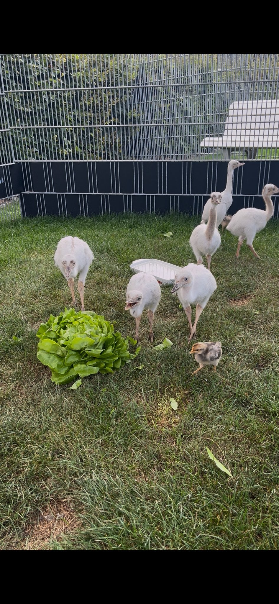 6 Goed verzorgde nandoe kuikens van eigen natuurbroed, Dieren en Toebehoren, Pluimvee | Toebehoren, Ophalen, Nieuw, Kippenhok of Kippenren
