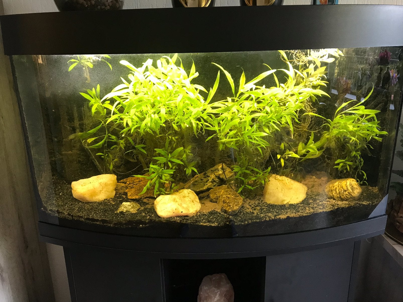 Aquarium te compleet te koop excl vissen, Ophalen, Gebruikt, Aquariummeubel, Juwel