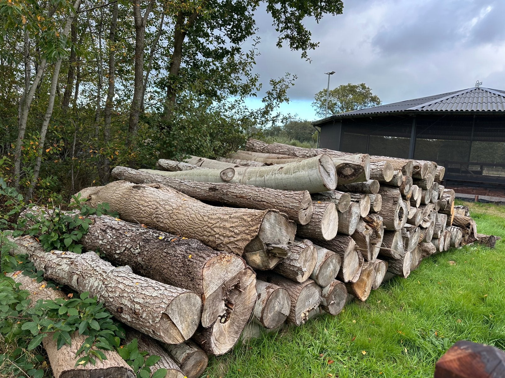 Stamhout, rondhout, haardhout, 6 m³ of meer, Ophalen, Overige houtsoorten, Stammen