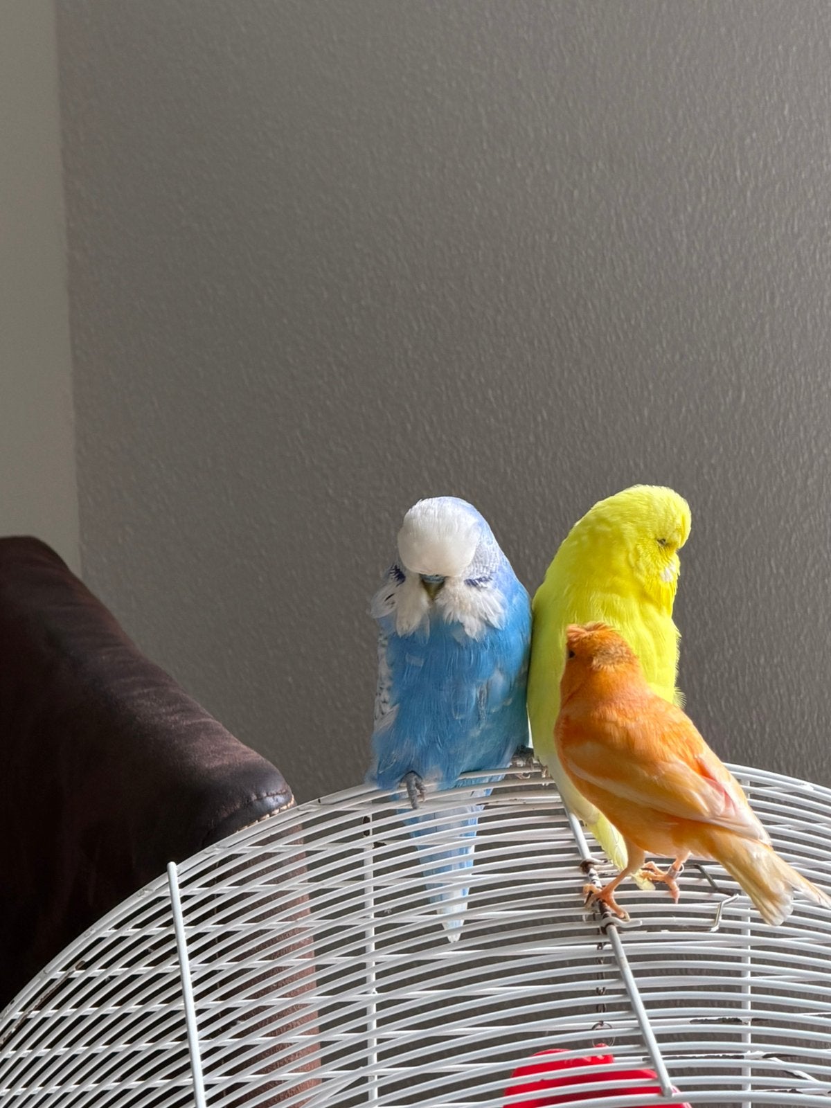koppel engels grasparkieten te koop met kooi €50 vast prijs, Dieren en Toebehoren, Vogels | Parkieten en Papegaaien, Meerdere dieren