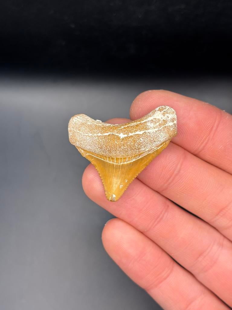 Megalodon fossiele haaientand Bone Valley, Verzamelen, Mineralen en Fossielen, Ophalen of Verzenden, Fossiel