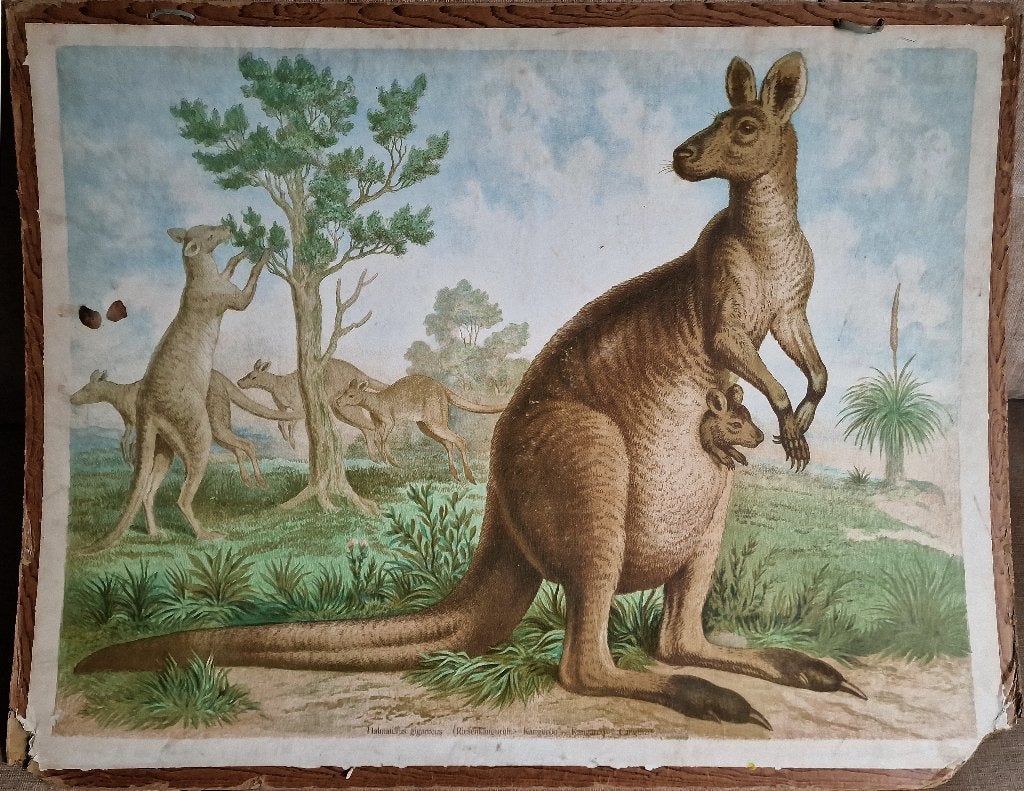 Riesenkänguruh (Halmaturus giganteus) / Leutemann, Specht, S, Ophalen, Geschiedenis