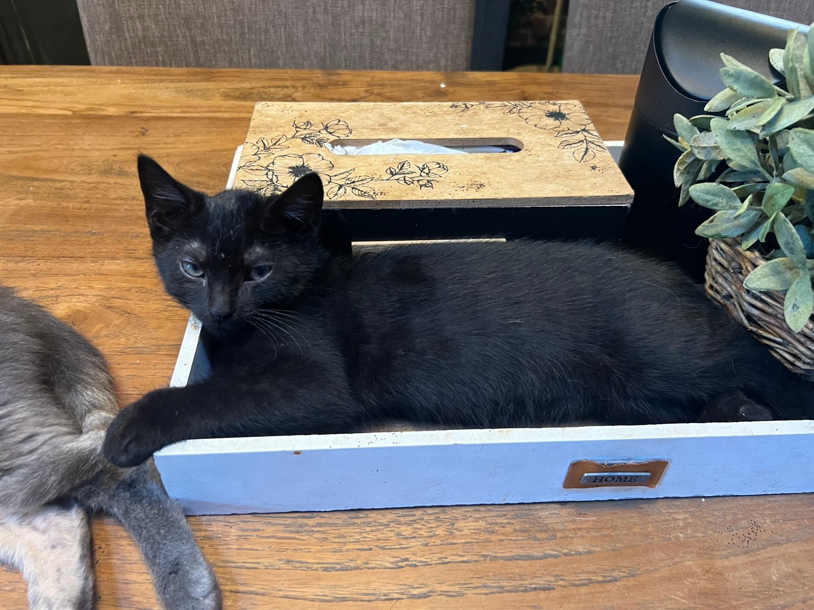 Leuke kittens te koop!, Dieren en Toebehoren, Katten en Kittens | Overige Katten, Meerdere dieren, Kortharig, 0 tot 2 jaar