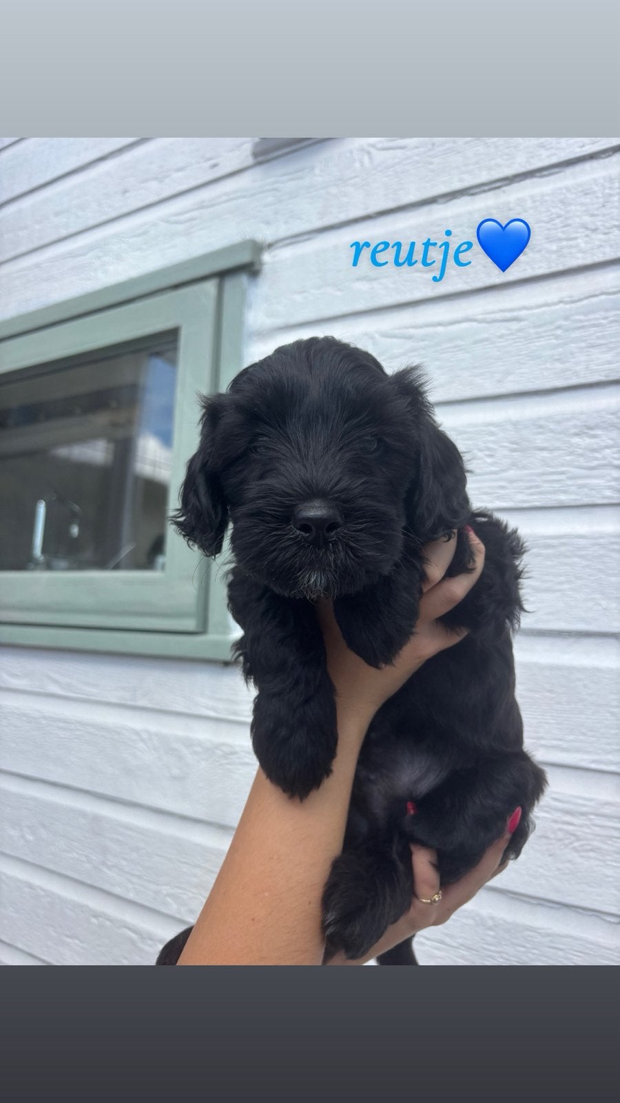 Labradoodle x Maltipoo pups, CDV (hondenziekte), 8 tot 15 weken, Meerdere, Meerdere dieren
