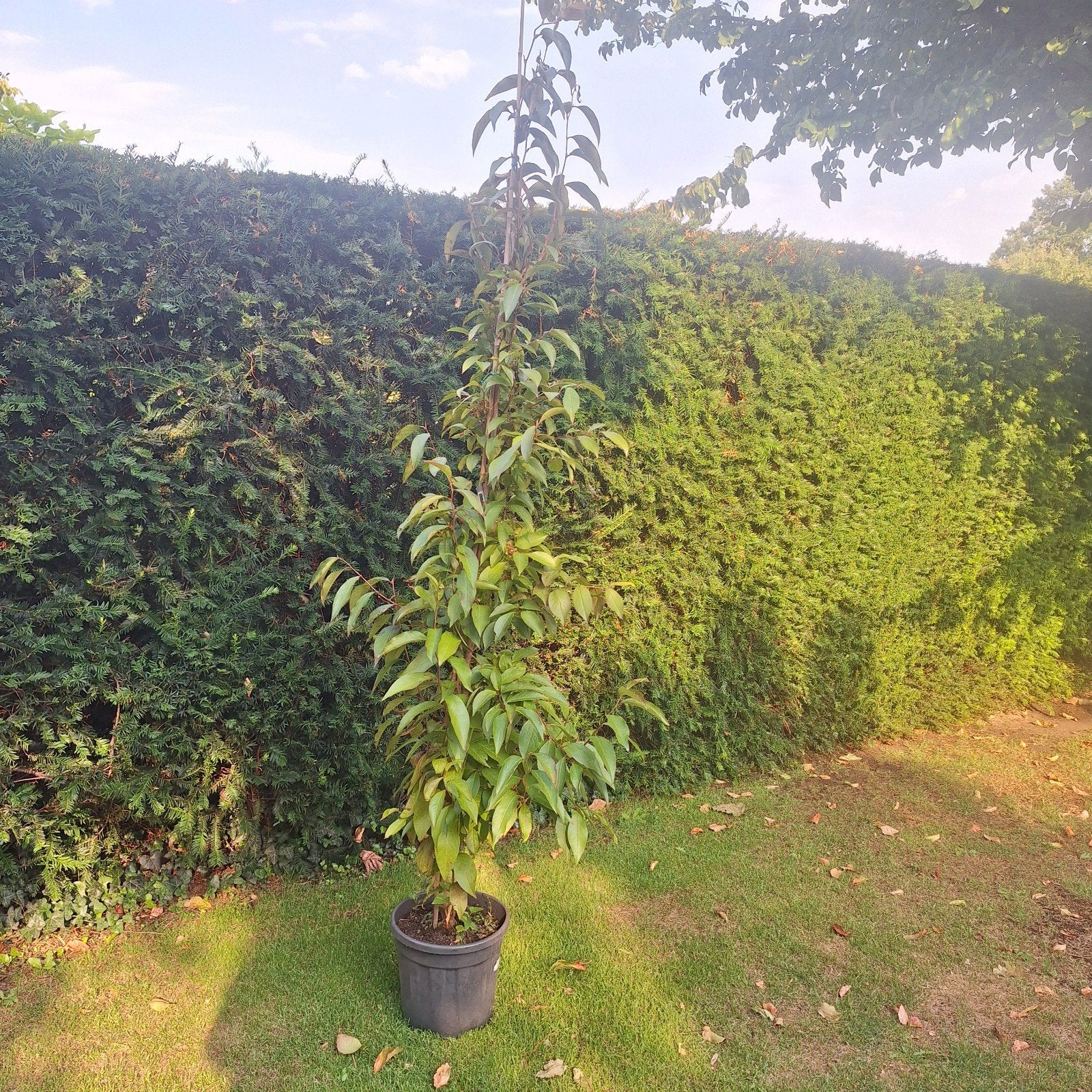 Schijncamelia, Ophalen, Volle zon, Overige soorten