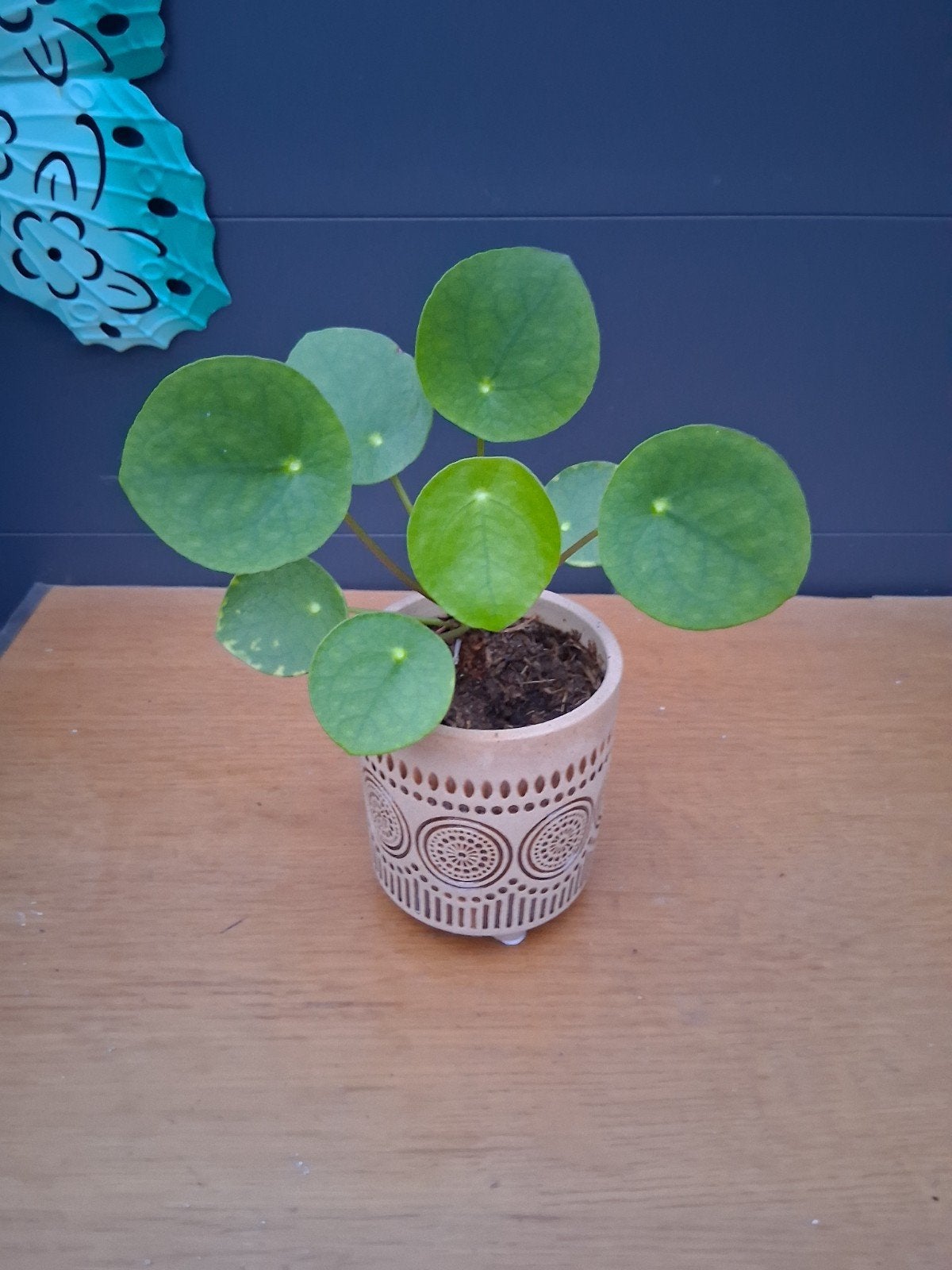 Pannenkoekplant  in een kleine potjes, Ophalen, Overige soorten, Halfschaduw, In pot