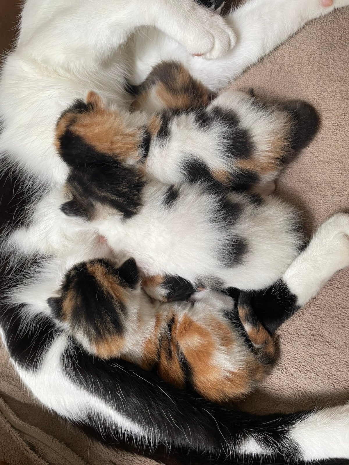 Drie schattige kittens te koop, Meerdere dieren, Kortharig, 0 tot 2 jaar