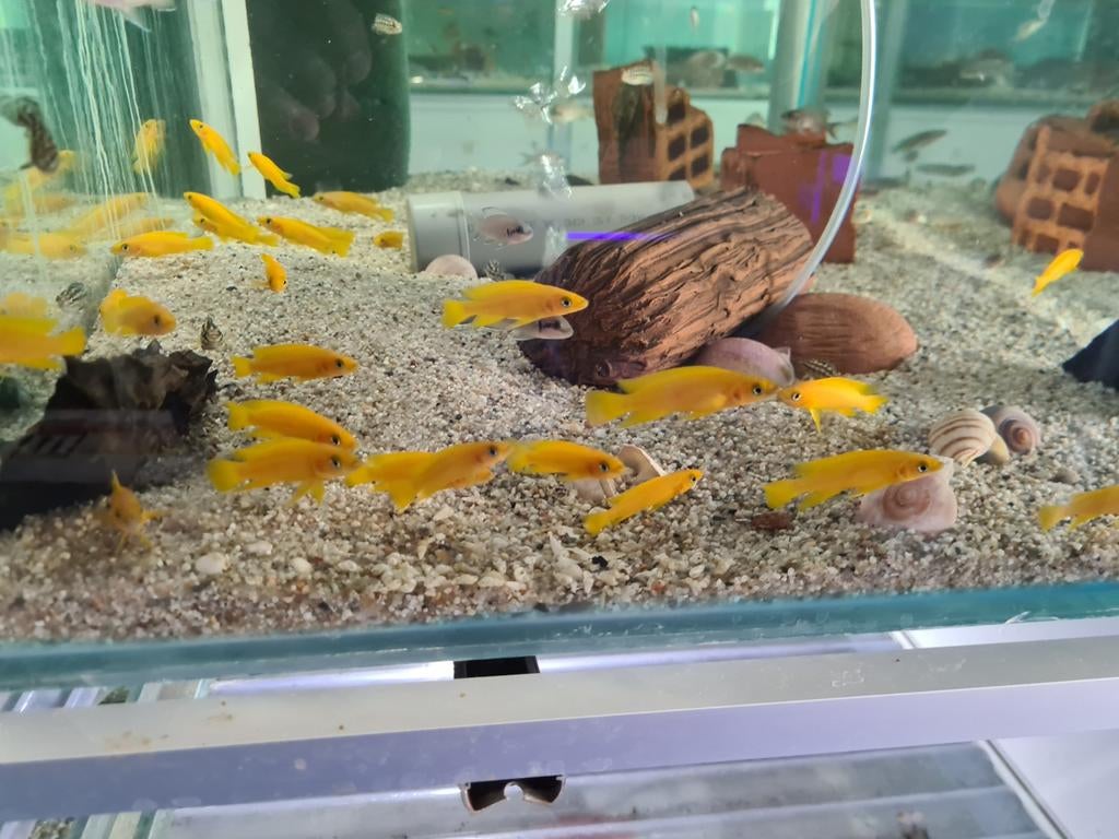 Neolamprologus Leleupi Tanganyika Cichliden, Dieren en Toebehoren, Vissen | Aquariumvissen, Vis, Zoetwatervis