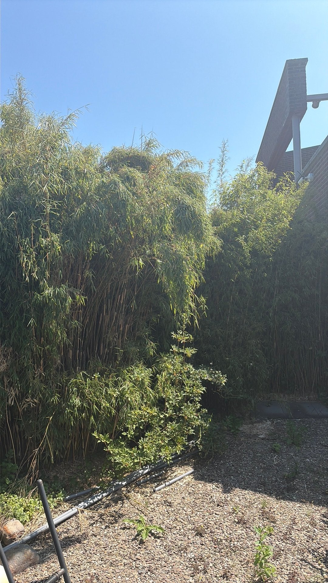 Bamboo, Ophalen, Halfschaduw, Overige soorten