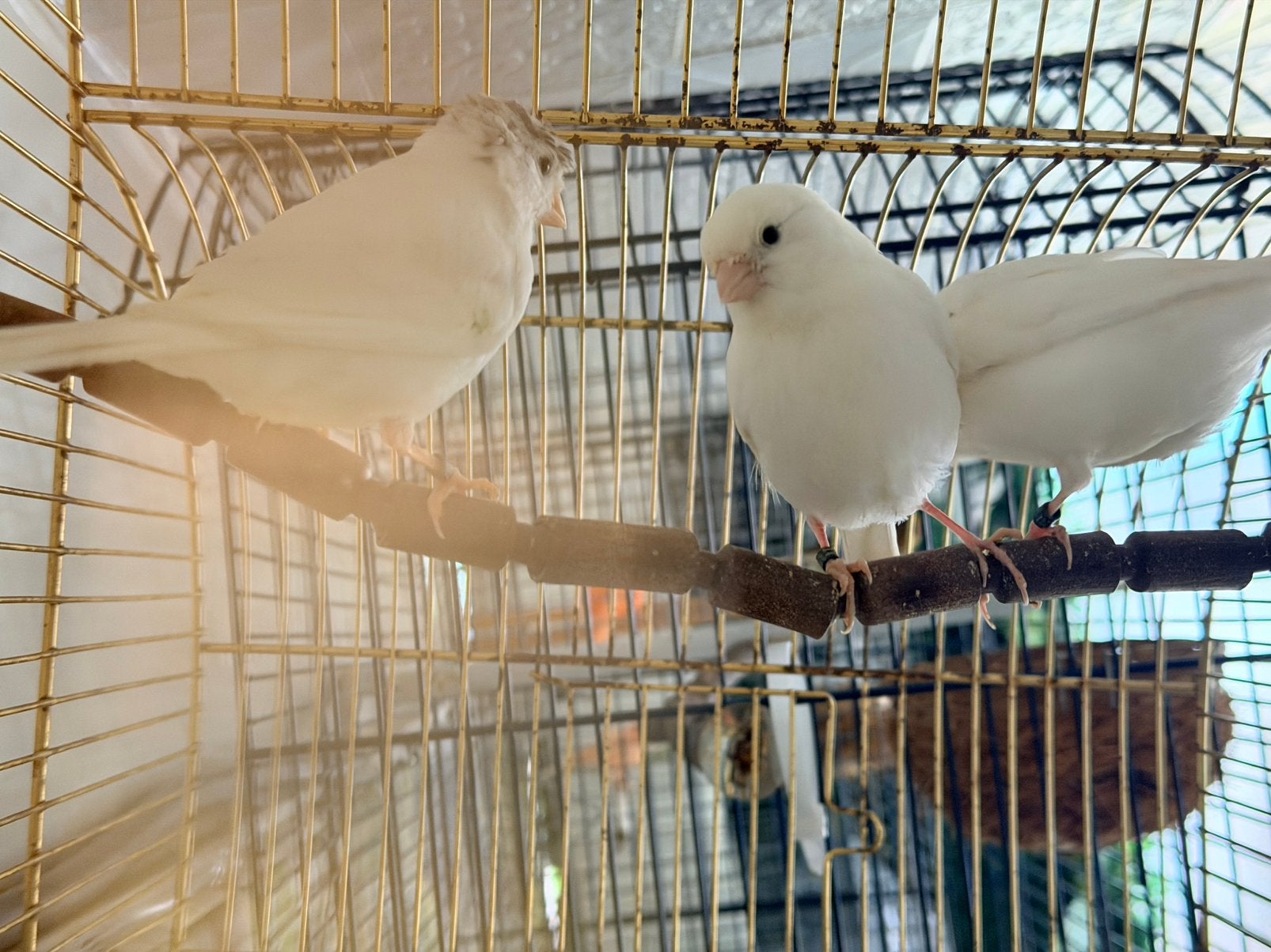 Tekoop 3 jong kanaries van 2026 2x kuif en 1 zonder, Dieren en Toebehoren, Vogels | Parkieten en Papegaaien, Meerdere dieren, Dwergpapegaai of Agapornis